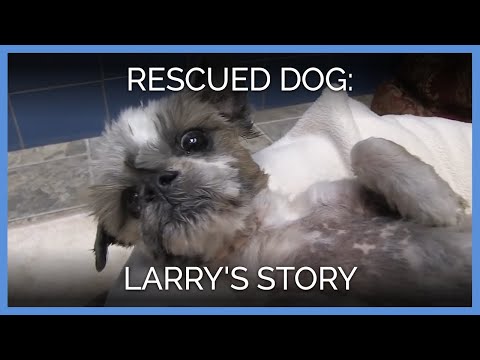 Rescued Dog Shares His Story in Note Card Confession