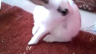Canım tavşanım Resimi