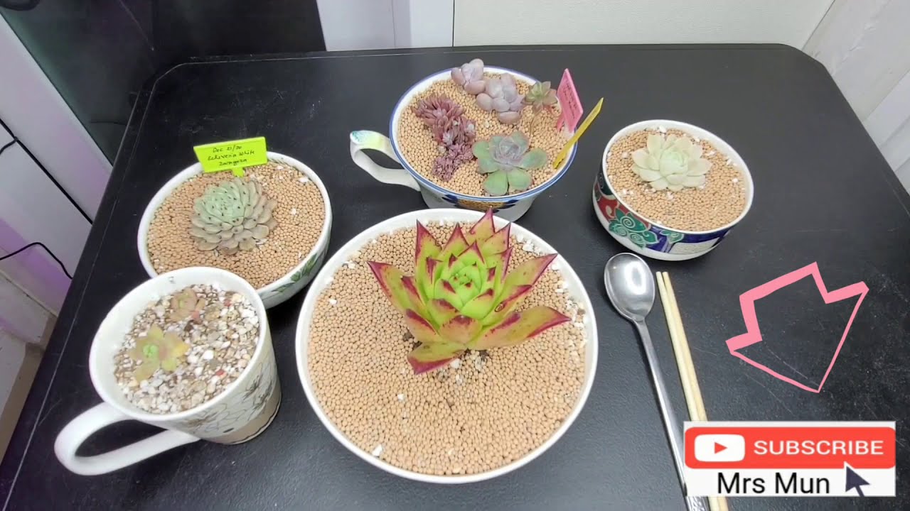 My Succulent Meal - YouTube