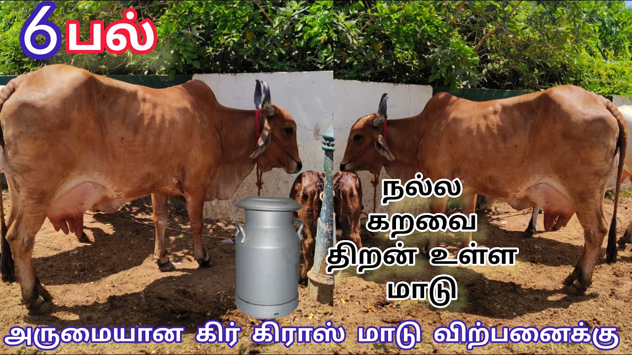 சூப்பர் கிர் கிராஸ் கன்று மாடு விற்பனைக்கு hf jersey cow for sale tamil