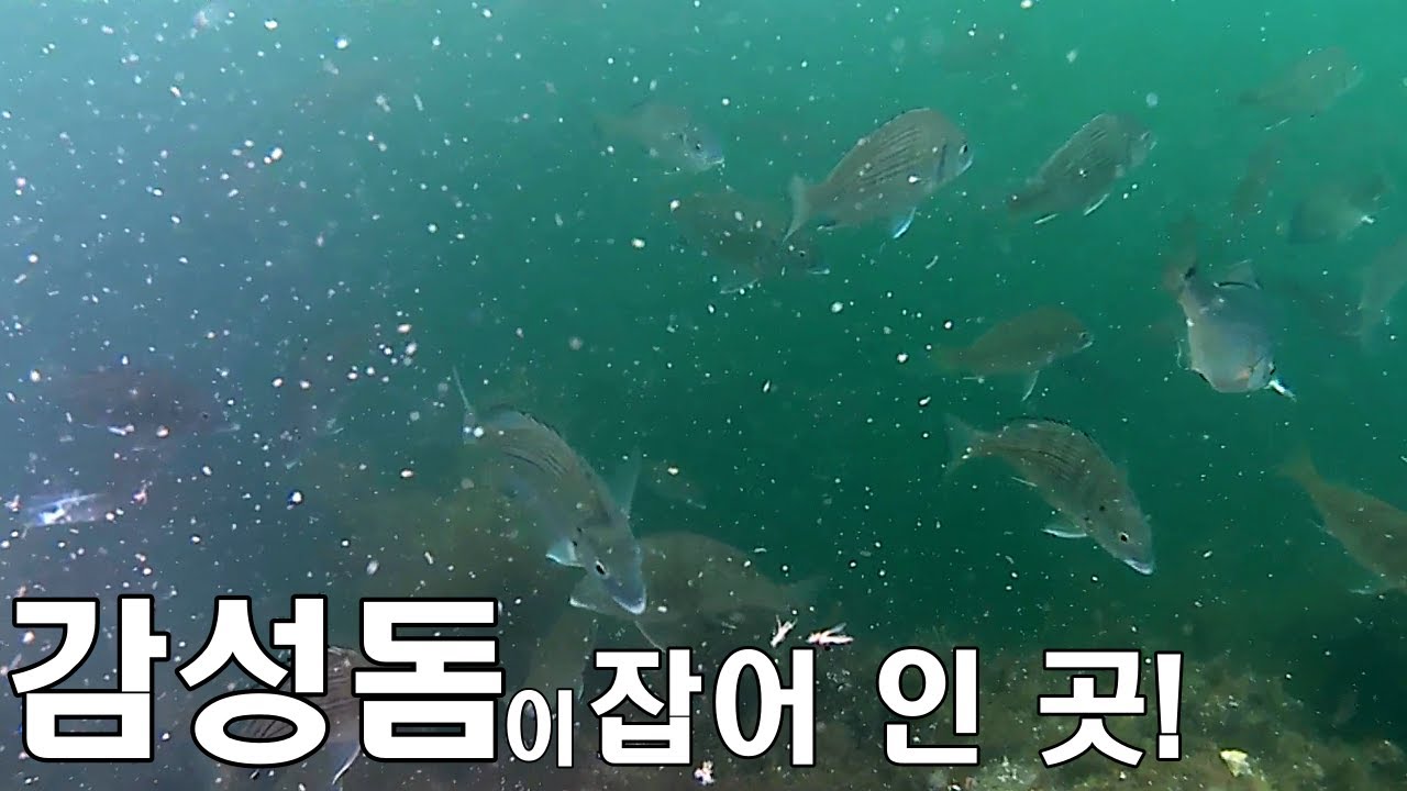 [[우리동네방파제#4]] 감성돔이 잡어 인 곳 / 민장대 낚시 / 마산 도만방파제에서 짬낚!!
