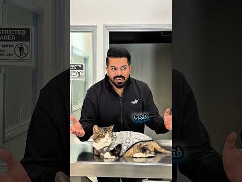 تصرقات القطط المضحكة ليش ترمي الاغراض 