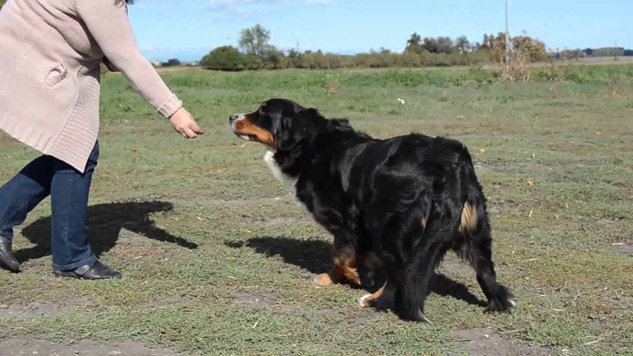 pregnant bernese mountain dog