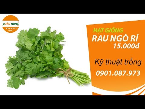 Video Hạt giống ngò rí và kỹ thuật trồng | Xuân Nông - youtube
