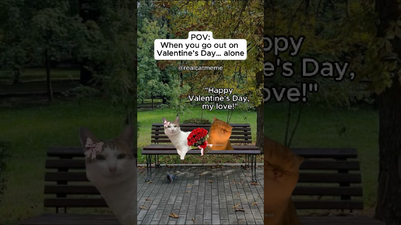 МЕМЫ ПРО КОШЕК 🐱 Когда вы выходите куда-нибудь в День святого Валентина… в одиночестве 