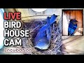 🔴 LIVE Bluebird Nest Cam - Phase 3 - Incubation