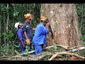 Fsc forests in cameroon central africa