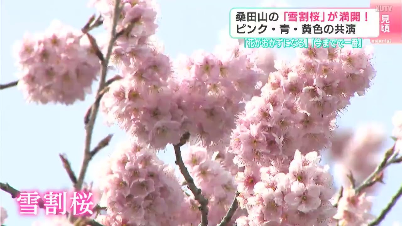 桜の海”になっとる」「今までで一番」高知県須崎市桑田山の『雪割桜
