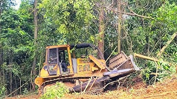 a Type of Tree That is Difficult to Knock Down With a Dozer | CAT D6G Clean The Forest
