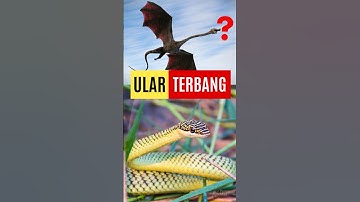 ULAR TERBANG #shorts