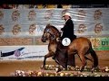 Como se Juzga un Caballo en Una Exposición Equina - TvAgro por Juan Gonzalo Angel