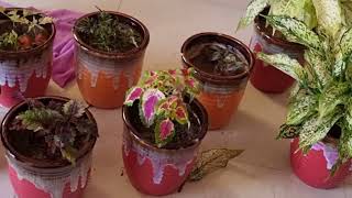 Repotting Plants in New Ceramic Pots || Fun Gardening