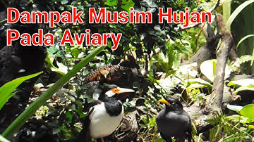 Dampak Musim Hujan Di Aviary