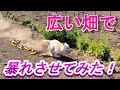 【柴犬】柴犬を庭の畑で全力で遊ばせてみた!