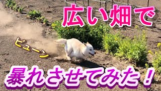 【柴犬】柴犬を庭の畑で全力で遊ばせてみた！