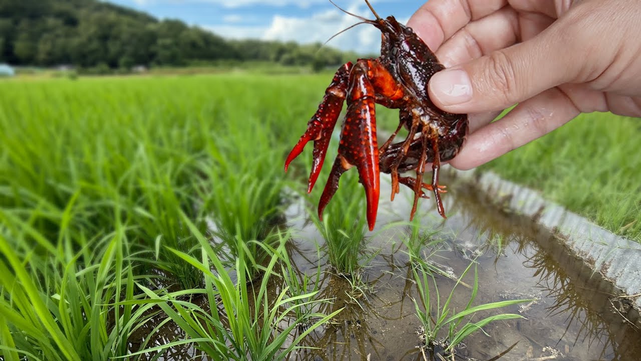 ザリガニを田んぼに入れるとヤバすぎる