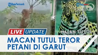 Viral Video Penampakan Macan Tutul di Garut, Kini Teror Petani & Cari Mangsa di Ladang Milik Warga