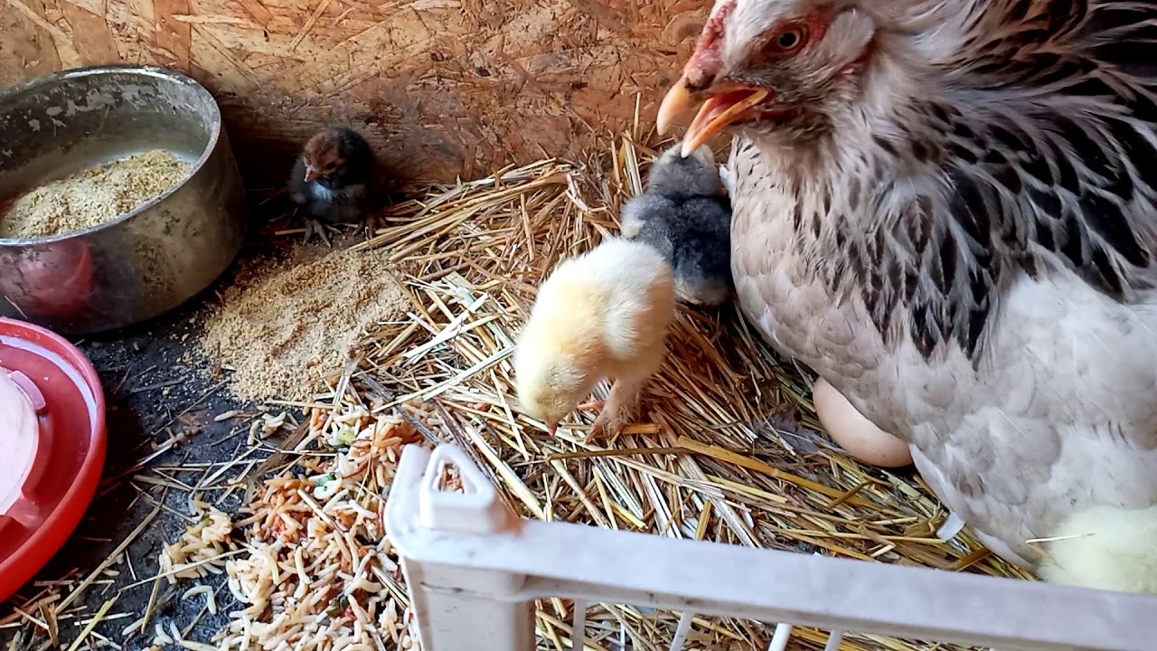 BRAMMA TAUIGIM BALAPAN SHIGARDI🐣🐤JANA SHIKKAN BALAPANDAR NE JIT!!!