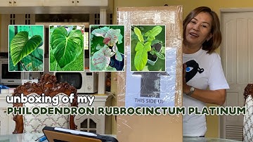 unboxing of my philodendron rubrocinctum platinum!!