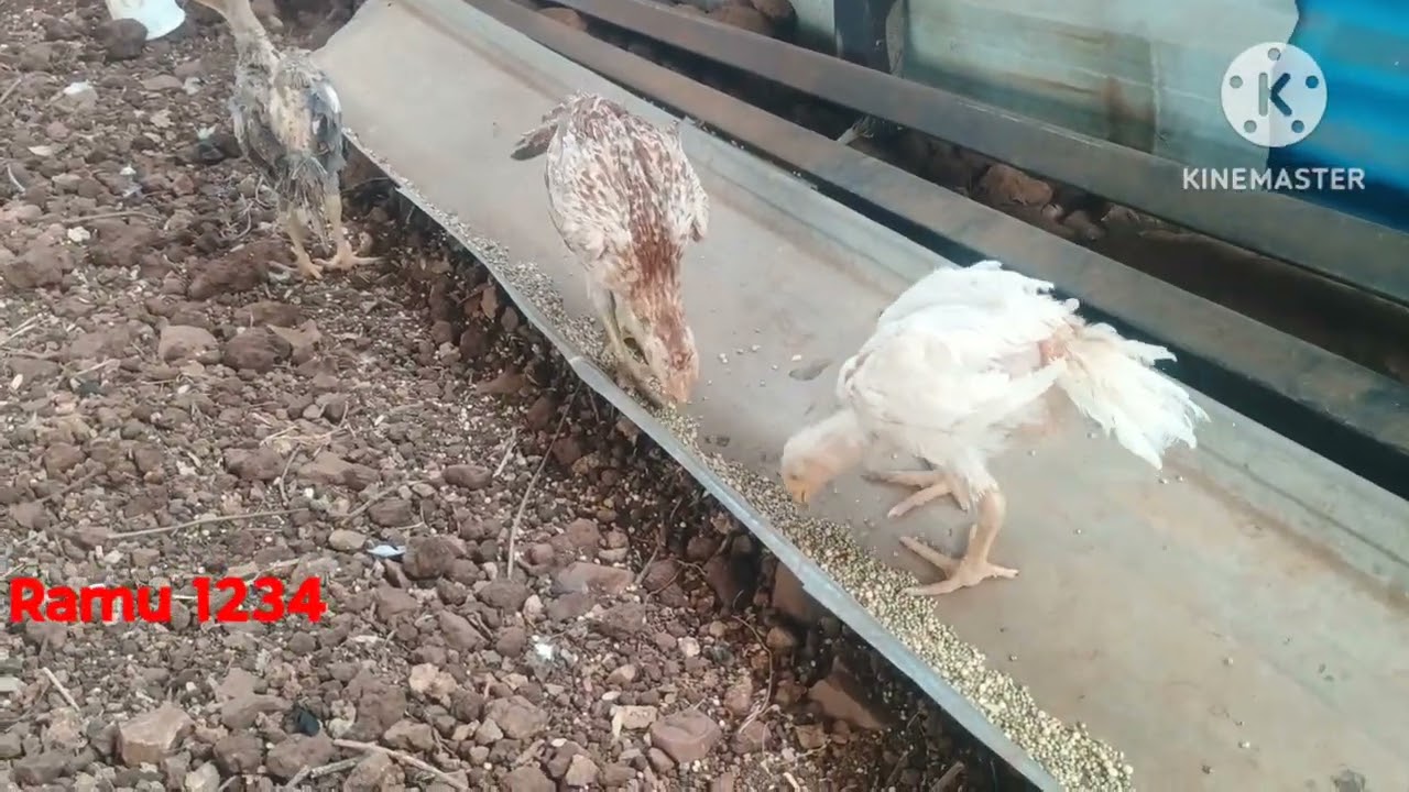 చిలకముకు కోళ్ల ఇన్ఫర్మేషన్