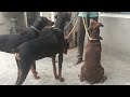 Doberman mohan pal dog trainer 7508699511 youtube instagram facebook862 itstiktoktunes