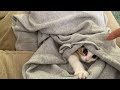 パクッておきながらキレる子猫がこちらです・・・（笑）