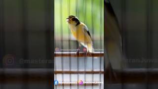 Kenari F2 Isian Ciblek Panjang #kenarigacorpanjang #kenariisianciblek #kenarif2