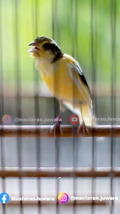 Kenari F2 Isian Ciblek Panjang #kenarigacorpanjang #kenariisianciblek #kenarif2