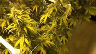 Indoor Flower Room Update 10222013