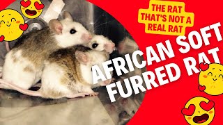 African Soft Fur Rat | Perhaps the Perfect Pet for You? screenshot 4