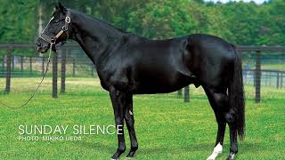 Episode 16  It's YO Time!  The Return of Sunday Silence