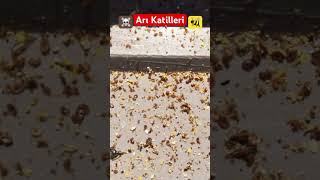 Varroa Mücadelesi Ii Dökülen Varrolar