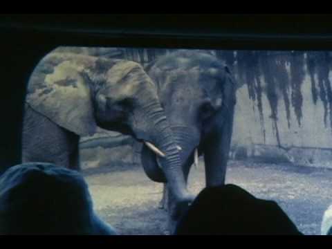 San Diago Zoo '78 - YouTube