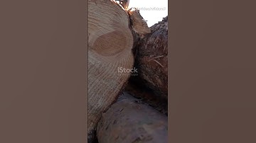 5,000-Year-Old Trees WARN Us About the Future! 🌍🌳😱