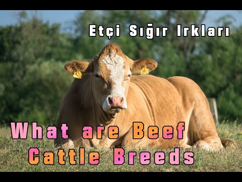 What are Beef Cattle Breeds #farming #livestock #agriculture