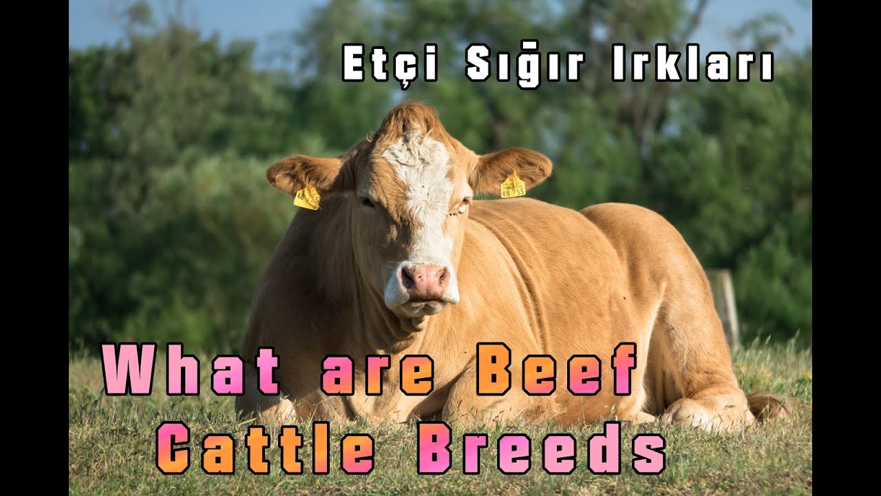 What are Beef Cattle Breeds #farming #livestock #agriculture