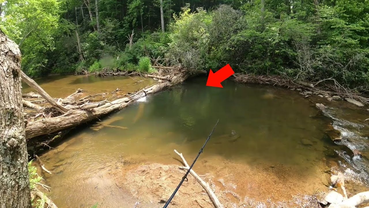 THIS NATURAL DAM IS LOADED WITH TROUT (Extremely Rare Catch!!) YouTube