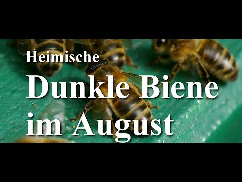 Die heimische Dunkle