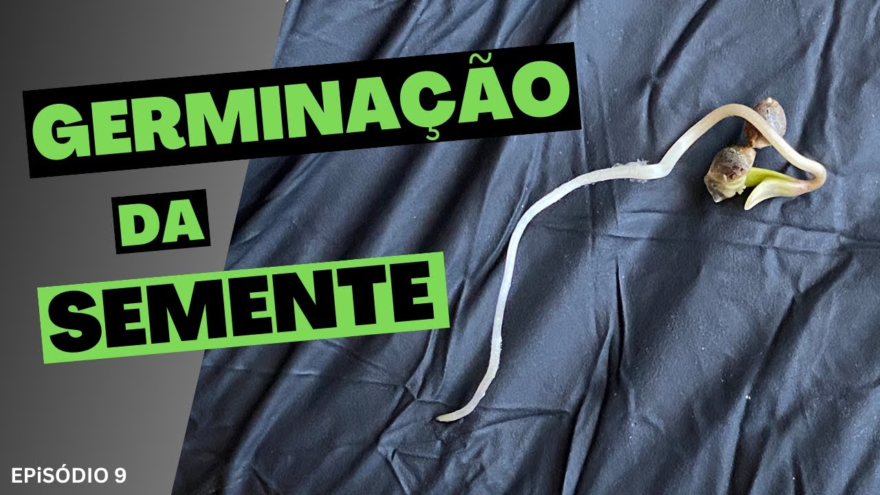 GERMINAÇÃO DA SEMENTE - Cultivo Cannabis Medicinal