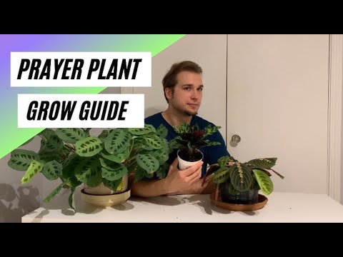 How to Grow Prayer Plants - Basic Care Guide