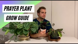 How to Grow Prayer Plants  Basic Care Guide