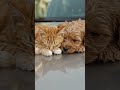 Time pass #cute #buddha #goals #friends #beautiful #peace #peaceful #music #love #world #nice #pets