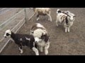 What Do Sheep Do Google Books