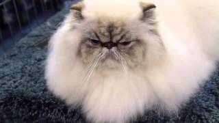 Is a Himalayan the Right Cat Breed for You?