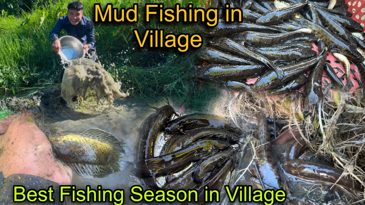 Best Fishing Season in Village || Mud Fishing Catching Many Fishes With Bare Hands || Village Life