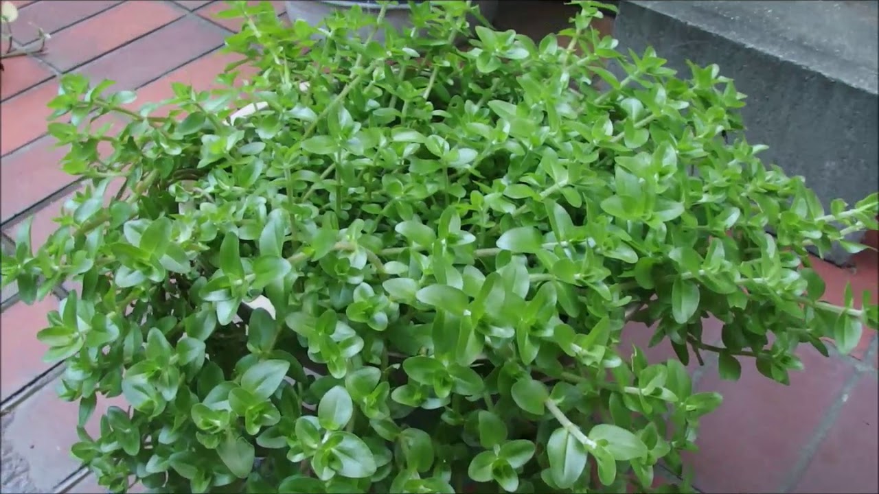 Bacopa Caroliniana ウォーターバコパ Youtube