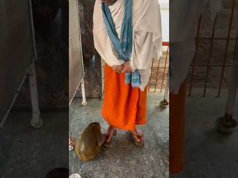 Gau seva ashram Ramana BHU - YouTube