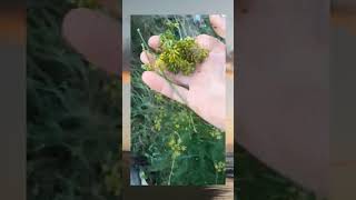 Ğal Rezene Ve Faydaları