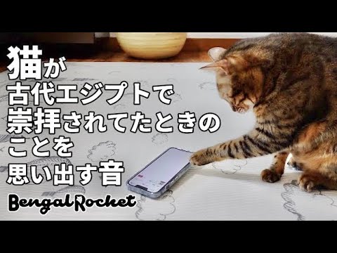 【TikTokで話題】猫が古代エジプトで崇拝されてたときのことを思い出す音を聞かせてみた結果【ベンガル/スフィンクス猫】