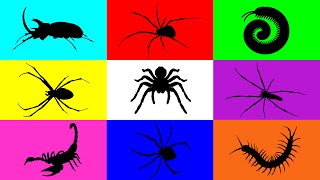 Insect Spider, Tarantula, Scorpion, Centipede, Milipede, Beetle
